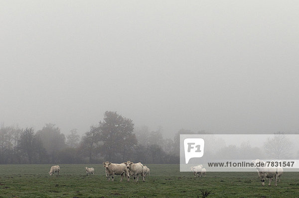 Hausrind  Hausrinder  Kuh  Europa  Tier  Landwirtschaft  Nebel  Rind  Wiese  Charolais  Kuh