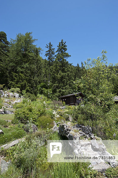 Valais  Champex  alpine  Switzerland  Alpine garden  botany  botanical Alpine garden  Flore Alpe  wood  forest  nature