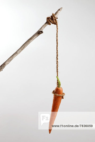 A carrot hanging on a string