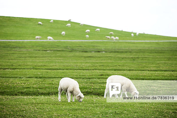 Weidende Schafe in Schleswig-Holstein  Deutschland