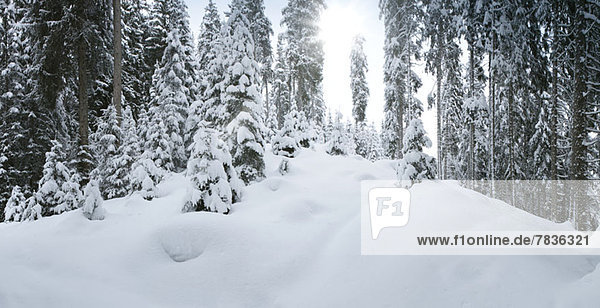 Schneebedeckte Bäume in Tirol  Österreich