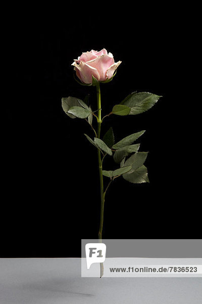 Eine Rose in der Luft vor schwarzem Hintergrund