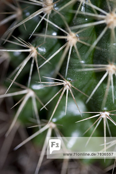 Die Spikes auf einem Kaktus  Vollbild Nahaufnahme