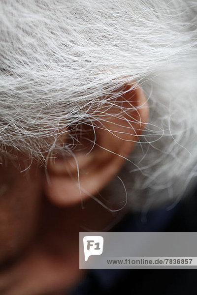 Detail von grauen Haaren und einem Ohr