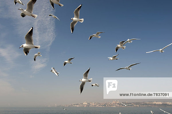 A flock of seagulls flying above the sea  Istanbul  Turkey in background