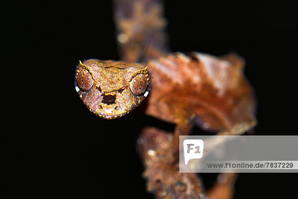 Blattschwanzgecko (Uroplatus fiavana)