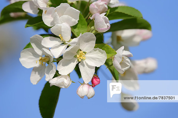 Apfelbaum (Malus spec.)  Blüten