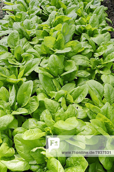 Gemüsebeet mit Spinat  Gemüsespinat oder Gartenspinat (Spinacia oleracea)