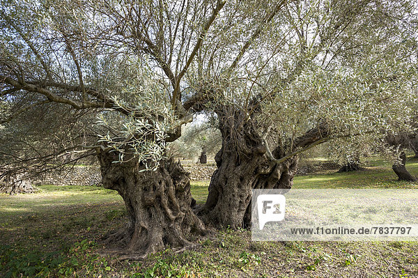 Uralte Olivenbäume (Olea europaea)