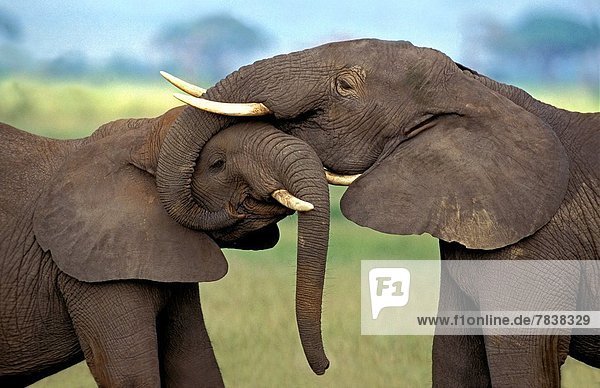 Afrikanischer Elefant  Loxodonta africana  Afrikanische  Kenia