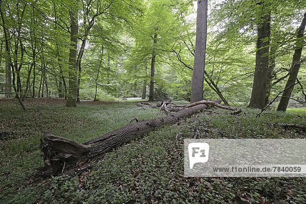 Auwald  Rotbuchen (Fagus sylvatica)