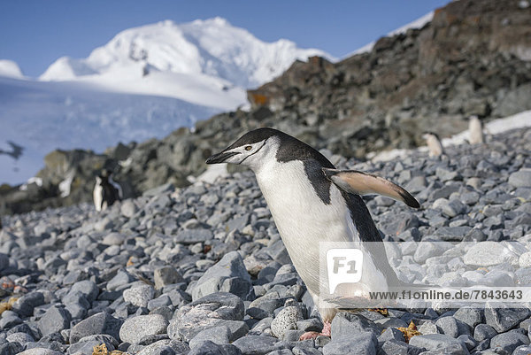 Zügelpinguin  auch Kehlstreifpinguin (Pygoscelis antarctica)  läuft über steinigen Strand