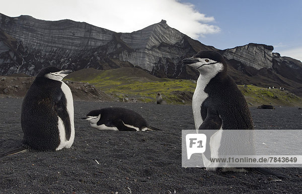 Chinstrap Penguins (Pygoscelis antarctica) in front of glaciers
