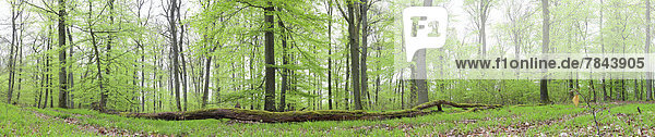Panorama  Buchenwald (Fagus sylvatica)  Frühjahr  einige Tage nach dem Blattaustrieb