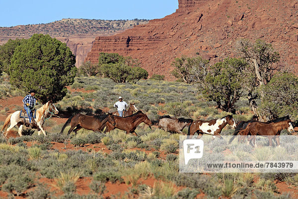 Navajo-Cowboys mit Mustangs