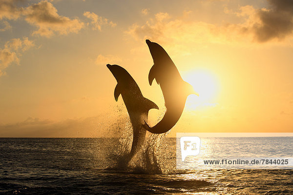 Bottlenose Dolphin (Tursiops truncatus)  two dolphins leaping out of the water at sunset  captive