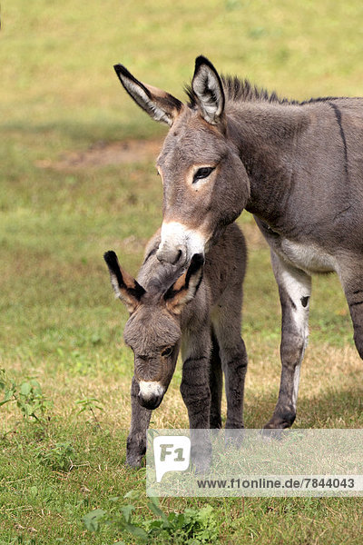 Donkey (Equus asinus asinus)  mare with a foal