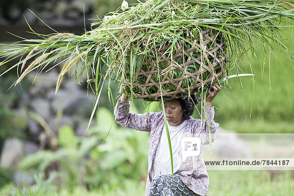 Indonesische Bäuerin trägt Ernte im Korb auf Kopf