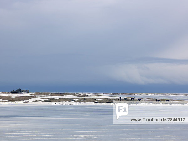 Island  Blick auf Snaefellsnes  Islandpferde  Ponys auf verschneiter Weide mit altem Ruinenhaus