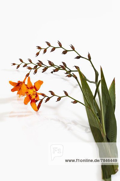 Montbretia flower against white background