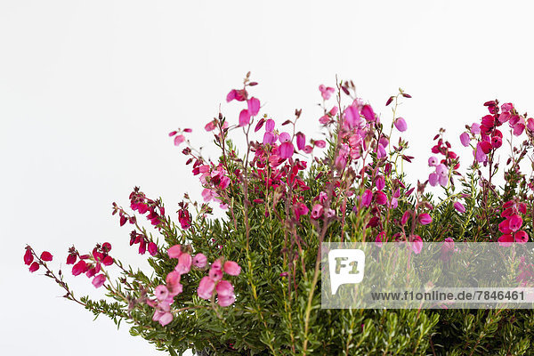 Bell heather flower against white background  close up