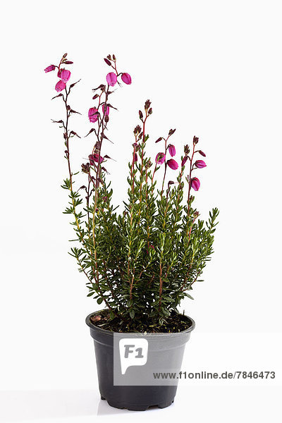 Potted plant of bell heather flower on white background  close up
