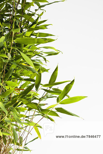 Bambuspflanze vor weißem Hintergrund  Nahaufnahme