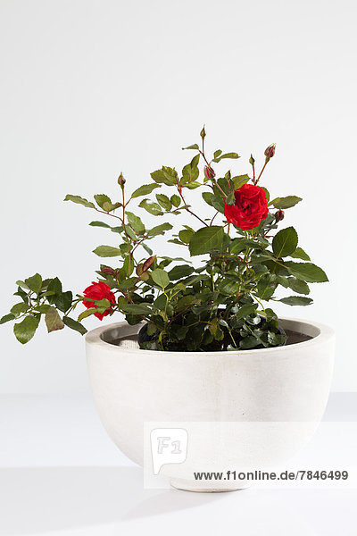 Potted plant of floribunda roses on white background  close up