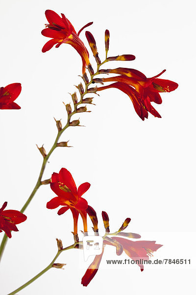 Montbretia Blume vor weißem Hintergrund  Nahaufnahme