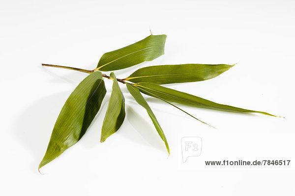 Twig of bamboo on white background  close up