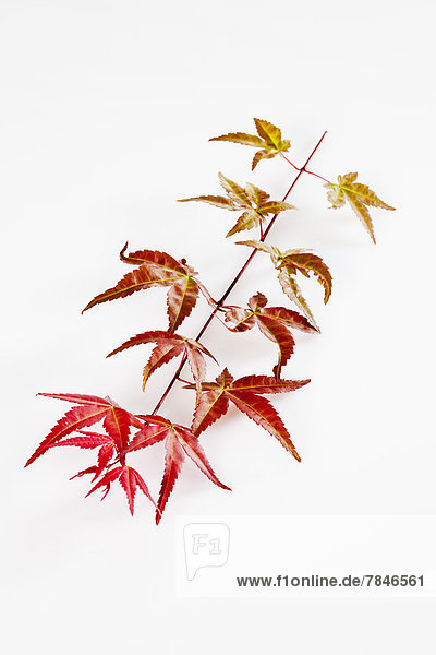 Twig of Japanese fan maple  close up