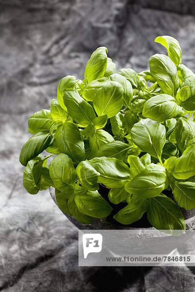 Basil herb in plant pot on grey background  close up