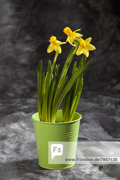 Dwarf narcissus flowers in plant pot on grey textile