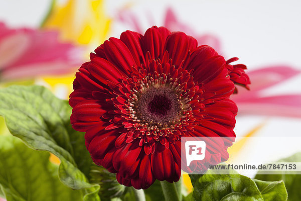 Red gerbera flower  close up
