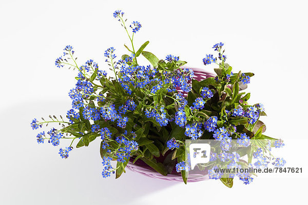 Potted plant of forget me not flowers on white background