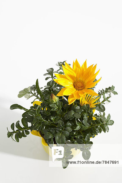 Potted plant of yellow gazania blossom on white background  close up