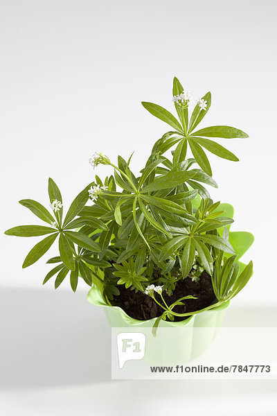 Potted plant of woodruff on white background  close up