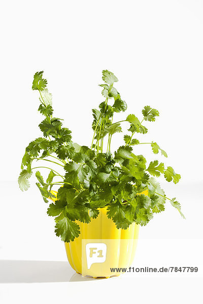 Potted plant of coriander herb on white background  close up