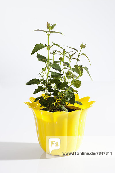 Potted plant of Lemonysop herb on white background  close up