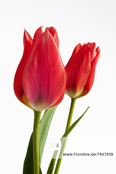 Rote Tulpen vor weißem Hintergrund  Nahaufnahme