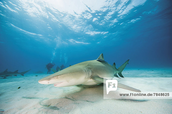 Bahamas  Lemon shark in Atlantic ocean