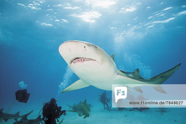 Bahamas  Divers discovering with atlantic lemon shark