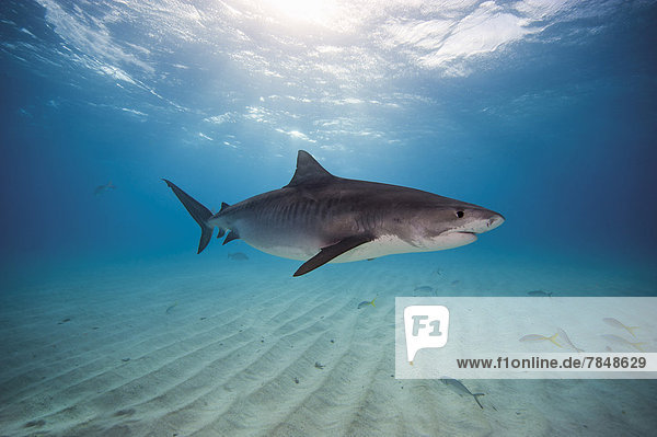 Bahamas  Tiger shark at Bahama bank