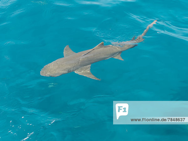 Bahamas  Lemon shark swimming in water