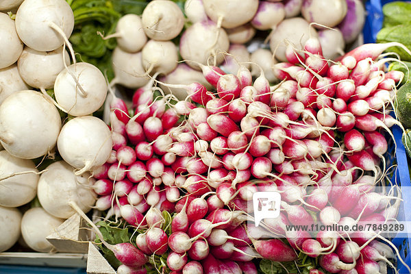 Germany  Duesseldorf  Variety of radishes  close up
