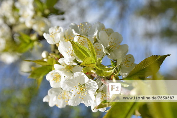 Deutschland  Nordrhein-Westfalen  Kirschblütenbaum im Frühjahr