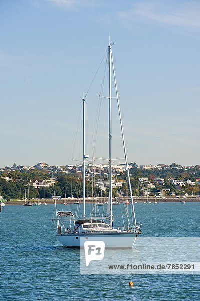 Sailing boat in Waitemata Harbour  Auckland  North Island  New Zealand  Pacific