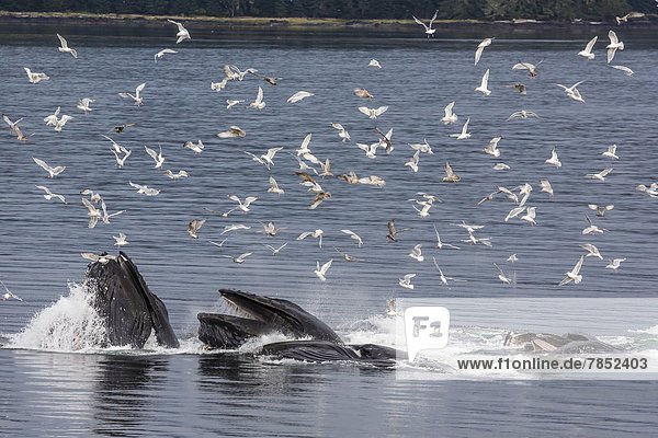Vereinigte Staaten von Amerika  USA  Blase  Blasen  Netz  Nordamerika  Wal  Teamgeist  Erwachsener  füttern