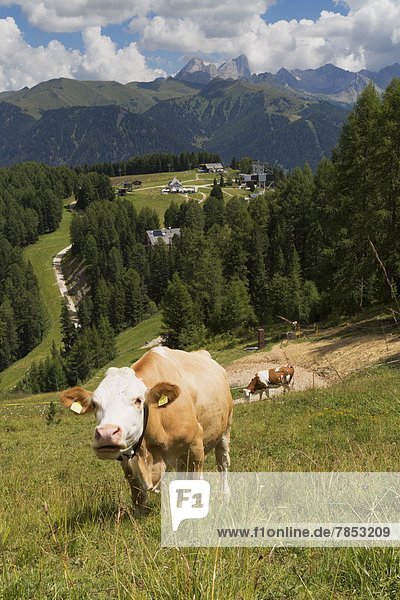 Cows grazing near the Rosengarten Mountains in the Dolomites near Canazei  Trentino-Alto Adige  Italy  Europe