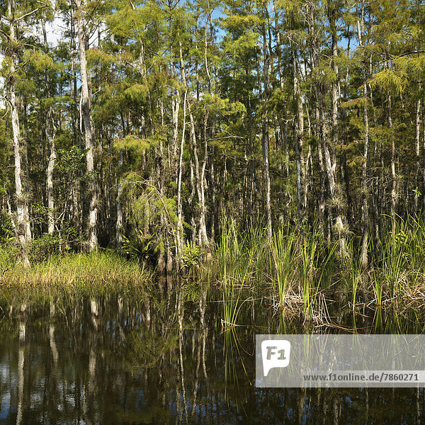 Vereinigte Staaten von Amerika  USA  Pflanze  Wasser  Everglades Nationalpark  Florida